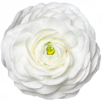 Лютик (Ранункулюс) белый / Ranunculus White - Луковицы Лютиков  (Ранункулюсов) - купить недорого лютики (ранункулюсы) в Москве в  интернет-магазине Сад вашей мечты