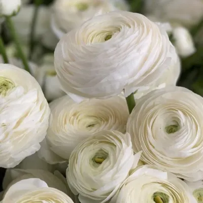 Italian Ranunculus Bulbs for Sale Online | Elegance Bianco – Easy To Grow  Bulbs