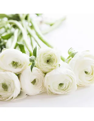 Ranunculus Super Green White - 10 Corms - Unique Buttercups –  HedgehogFlowerFarm.com