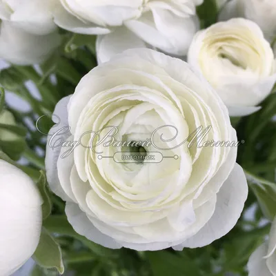 Italian Ranunculus Elegance Bianco | DutchGrown™
