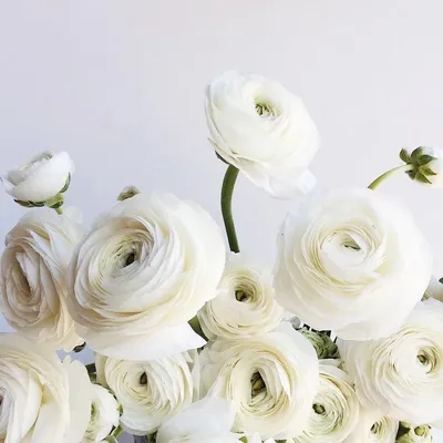 Ranunculus White