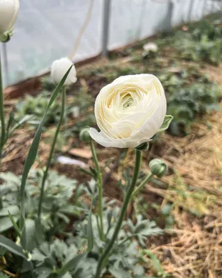 SMYCKA Artificial flower, Ranunculus, white - IKEA