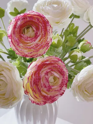 Лютик (Ранункулюс) белый / Ranunculus White - Луковицы Лютиков  (Ранункулюсов) - купить недорого лютики (ранункулюсы) в Москве в  интернет-магазине Сад вашей мечты