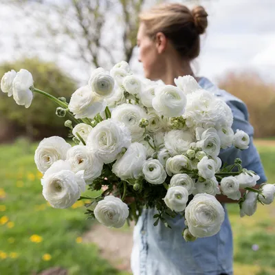 ranunculus | Ranunculus flowers, Beautiful flowers, White ranunculus