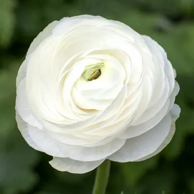 50 RANUNCULUS WHITE SHADES BULBS - Walmart.com