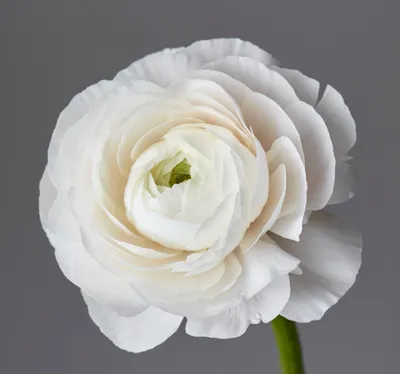 Ranunculus White : The Garden Club of Houston