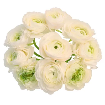 Ranunculus Amandine White – Floret Library