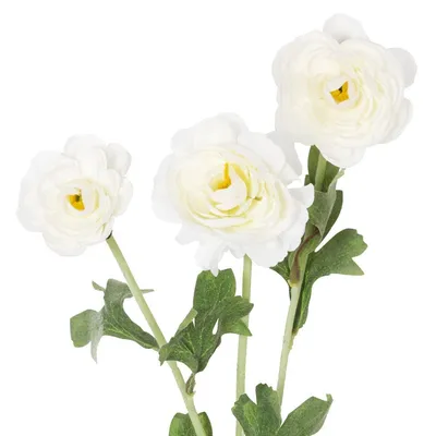 White Ranunculus Boutonniere–Main Street Floral