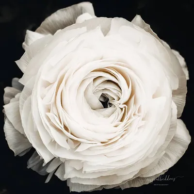Ранункулюс White (Вайт) — Рассада цветов и овощей.