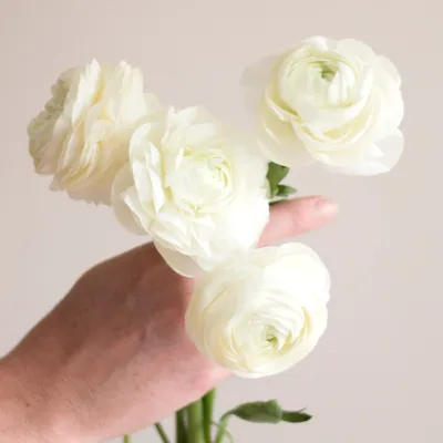 White Ranunculus – Carlsbad Florist | San Diego Wholesale Flowers |  Carlsbad Flower Market
