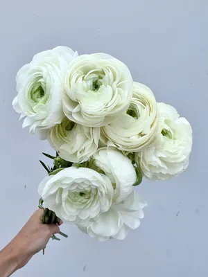 White Ranunculus - 10st.