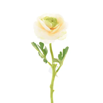 Ranunculus Bloomingdale II White | Fontana Seeds