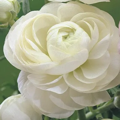 White Ranunculus Flowers | Fresh Wedding Flowers | Flower Moxie
