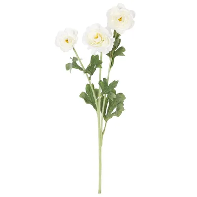 Bulk White Ranunculus - DIY Flowers | Moxie Blooms + Free Shipping