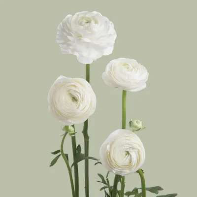 White Ranunculus | Sami Sacha Flowers