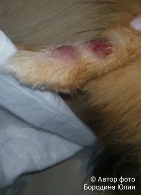 Раны на лапах у собак фото фотографии
