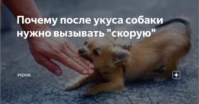 Зубастый кошмар: обоих детей покусали уличные собаки у биробиджанки -  EAOMedia.ru