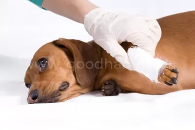 Дерматит у собак - Ветеринарная клиника TerraVet