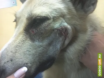 Опарыши ели пса заживо»: томские зоозащитники спасли бездомную собаку от  мучительной смерти - KP.RU