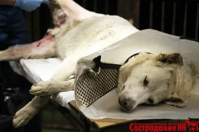 Псковичка показала синяки и раны после нападения на нее и ее пса бездомных  собак - МК Псков