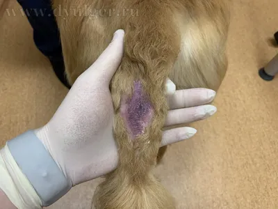Челябинка пожаловалась на то, что грумер порезал ее собаку - 20 марта 2021  - 74.ru