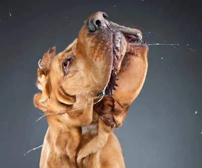Зачем собаки зализывают раны? Правда ли, что у них целебная слюна?  Разбираемся вместе | Книга животных | Дзен