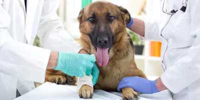 Наложение швов на раны с санацией для собак в ветеринарной клинике SQ-lap