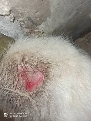 Рваная рана на передней лапе у собаки.