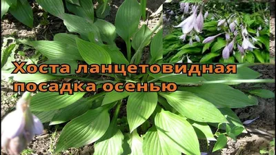 Что сажать рядом с хостой: 5 лучших компаньонов🍀