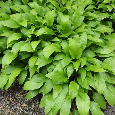 Саженцы Хосты подорожниковой (Hosta plantaginea) С1 (ID#1123649905), цена:  60 ₴, купить на Prom.ua