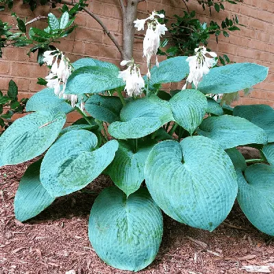 Хоста Амбер Тиара (Hosta Amber Tiara) купить в blumgarden.ru