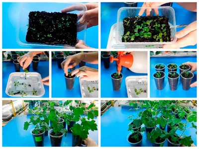 Выращивание рассады хризантемы: посев и пикировка