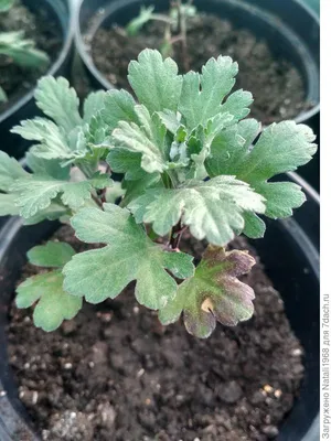 Почему некоторые листья хризантемы приобрели фиолетовый оттенок? - ответы  экспертов 7dach.ru