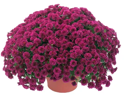 Хризантема Скайфолл Пёрпл Chrysanthemum multiflora Skyfall Purple - купить  саженцы хризантемы с доставкой по Украине в магазине Добродар