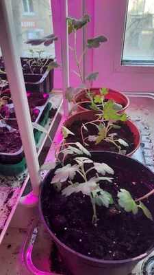 Корейские хризантемы в моём саду | Мечтательница по жизни | Дзен