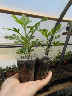Как выращивать хризантемы мультифлора