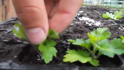 как вырастить рассаду хризантем?Размножение хризантем - YouTube