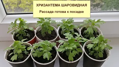 Укорененные черенки хризантемы ''Мультифлора'', цена 0.70 р. купить в  Бобруйске на Куфаре - Объявление №114954289