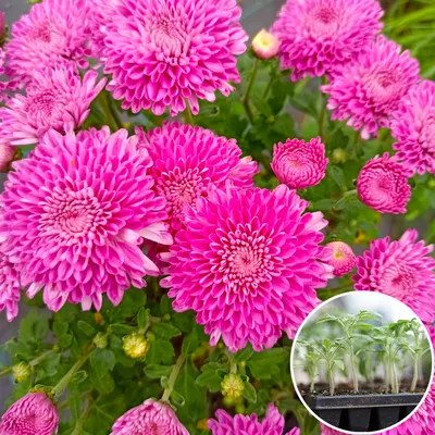 🌱Посев семян Хризантемы с кипятком, результат !!! 🌱How to grow  chrysanthemum seedlings - YouTube