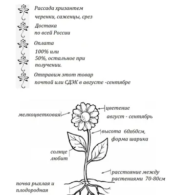 Хризантема корейская Игольчатая — Рассада цветов и овощей.
