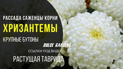 Хризантема Балтазар Chrysanthemum Baltazar - купить саженцы хризантемы с  доставкой по Украине в магазине Добродар