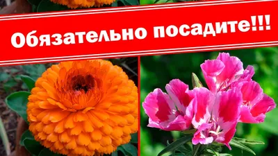 Виды однолетних цветов для посадки без рассады - Agro-Market