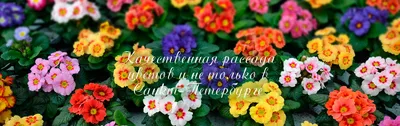 Агератум рассада однолетних цветов от производителя Flowers-sell.