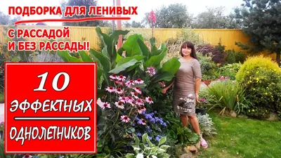 Рассада однолетних цветов Газания в кассете 10 штук, каталог, цены, фото -  купить в Москве