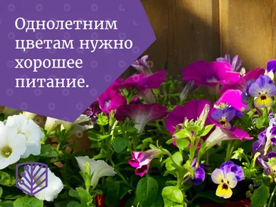 Рассада однолетних цветов | Магазин Сады Сибири – саженцы деревьев, рассада,  клубника, цветы