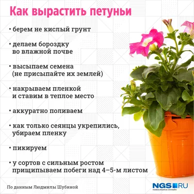 Посев петунии: как правильно вырастить рассаду