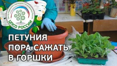 Рассада петунии — купить в Красноярске. Садовые цветы на интернет-аукционе  Au.ru