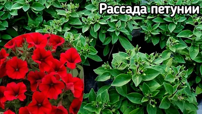 Купить, заказать Петунию ампельную недорого! Рассада цветов петунии для дома