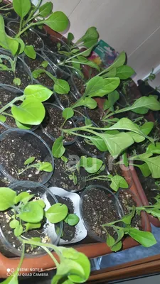 Петунии ПОИСК Агрохолдинг петуния ампельная,сорта петунии,петуния рассада, петунья - купить по выгодным ценам в интернет-магазине OZON (1103619086)