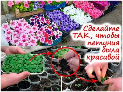 Рассада петуний разных оттенков по 15: 15 грн. - Комнатные растения  Инженерный на Olx